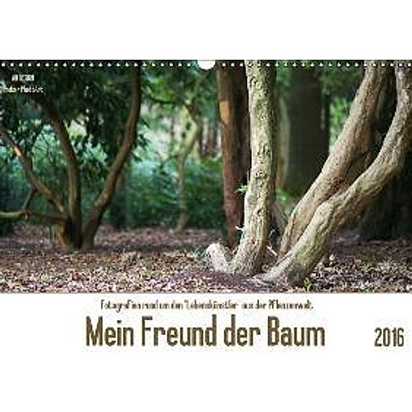 Mein Freund der Baum (Wandkalender 2016 DIN A3 quer), Angela Dölling
