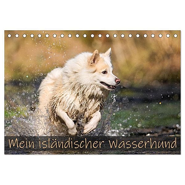 Mein isländischer Wasserhund (Tischkalender 2025 DIN A5 quer), CALVENDO Monatskalender, Calvendo, Monika Scheurer