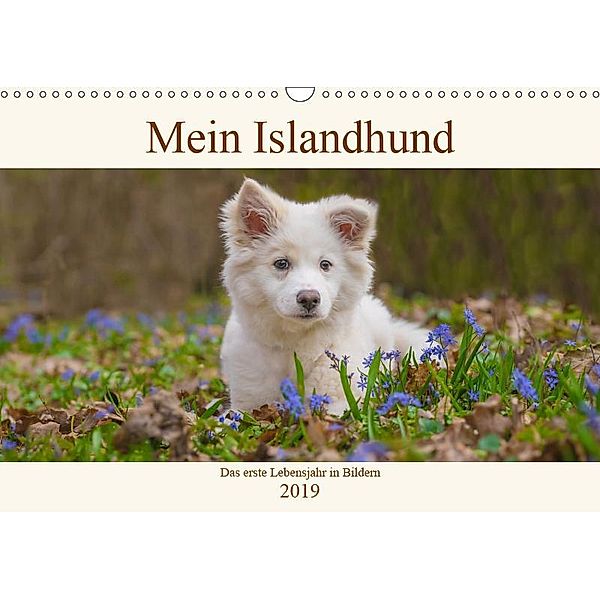 Mein Islandhund - das erste Lebensjahr in Bildern (Wandkalender 2019 DIN A3 quer), Monika Scheurer