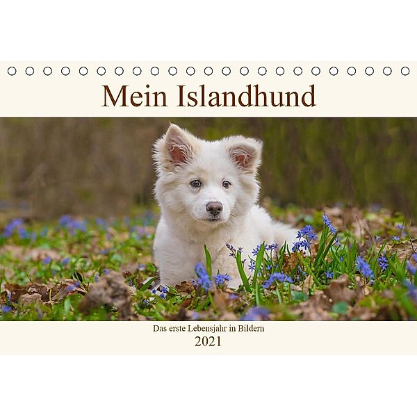 Mein Islandhund - das erste Lebensjahr in Bildern (Tischkalender 2021 DIN A5 quer), Monika Scheurer