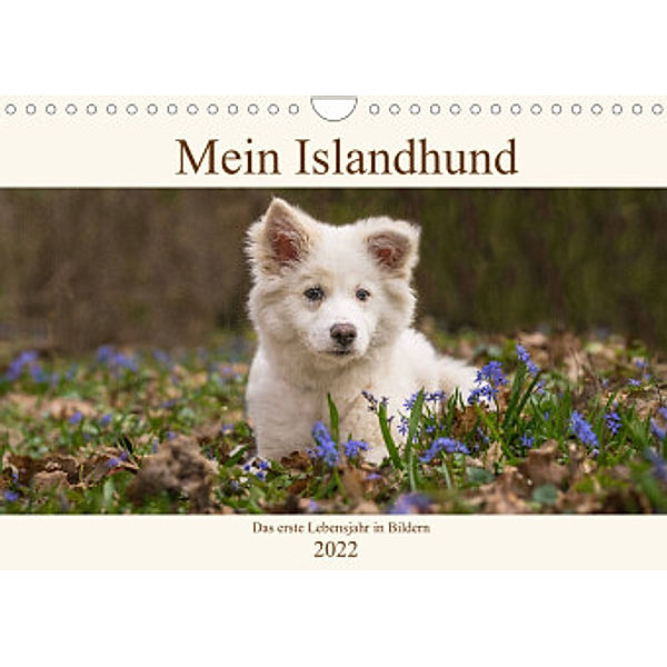 Mein Islandhund - das erste Lebensjahr in Bildern (Wandkalender 2022 DIN A4 quer), Monika Scheurer