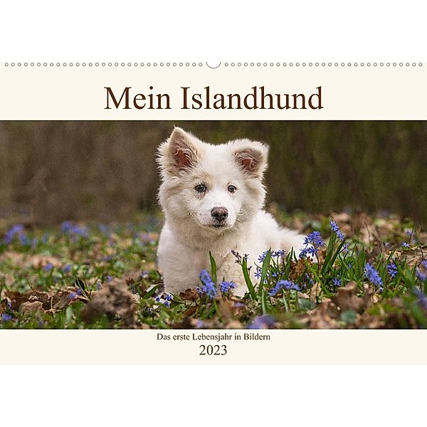 Mein Islandhund - das erste Lebensjahr in Bildern (Wandkalender 2023 DIN A2 quer), Monika Scheurer
