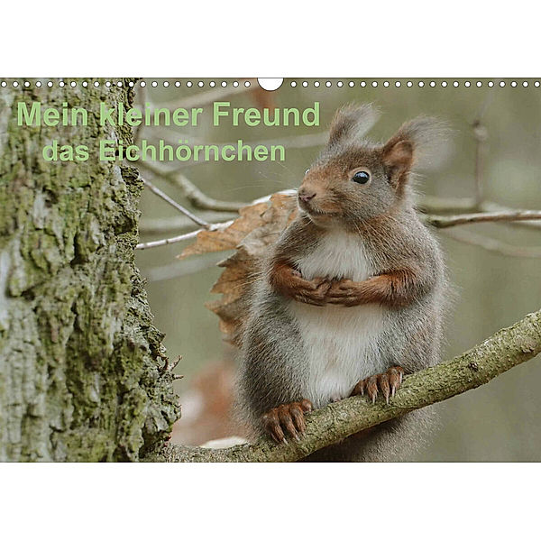 Mein kleiner Freund das Eichhörnchen (Wandkalender 2023 DIN A3 quer), Rufotos