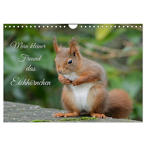 Mein kleiner Freund das Eichhörnchen (Wandkalender 2024 DIN A4 quer), CALVENDO Monatskalender, Rufotos
