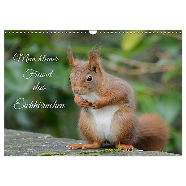 Mein kleiner Freund das Eichhörnchen (Wandkalender 2024 DIN A3 quer), CALVENDO Monatskalender, Rufotos