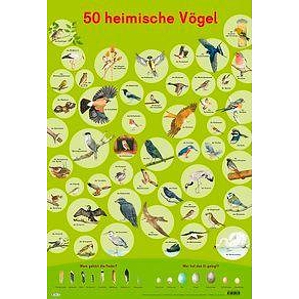 Mein Lernposter: 50 Heimische Vögel