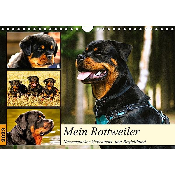 Mein Rottweiler. Nervenstarker Gebrauchs- und Begleithund (Wandkalender 2023 DIN A4 quer), Rose Hurley