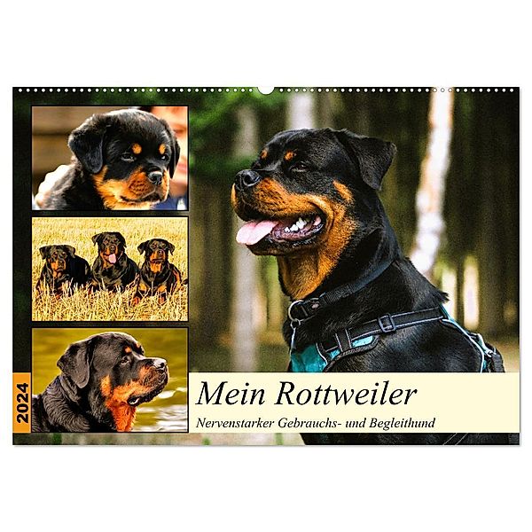 Mein Rottweiler. Nervenstarker Gebrauchs- und Begleithund (Wandkalender 2024 DIN A2 quer), CALVENDO Monatskalender, Rose Hurley