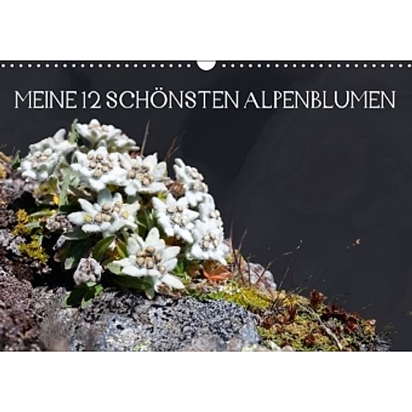 Meine 12 schönsten Alpenblumen AT-Version (Wandkalender 2016 DIN A3 quer), Christa Kramer