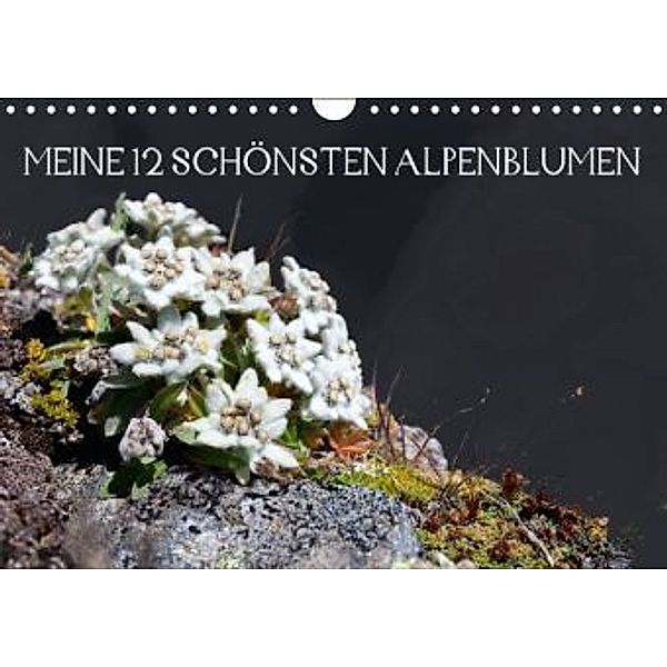 Meine 12 schönsten AlpenblumenAT-Version (Wandkalender 2015 DIN A4 quer), Christa Kramer