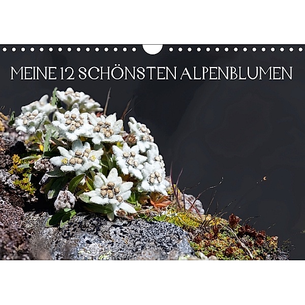 Meine 12 schönsten AlpenblumenAT-Version (Wandkalender 2018 DIN A4 quer), Christa Kramer