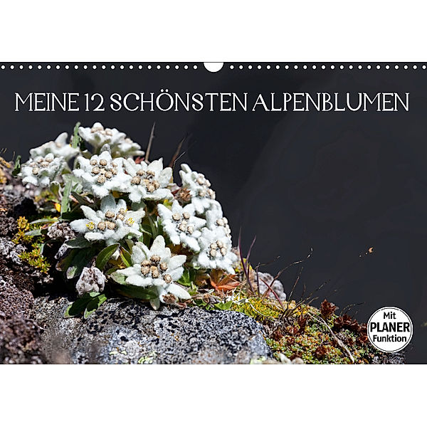 Meine 12 schönsten AlpenblumenAT-Version (Wandkalender 2019 DIN A3 quer), Christa Kramer