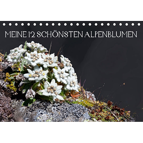 Meine 12 schönsten AlpenblumenAT-Version (Tischkalender 2019 DIN A5 quer), Christa Kramer