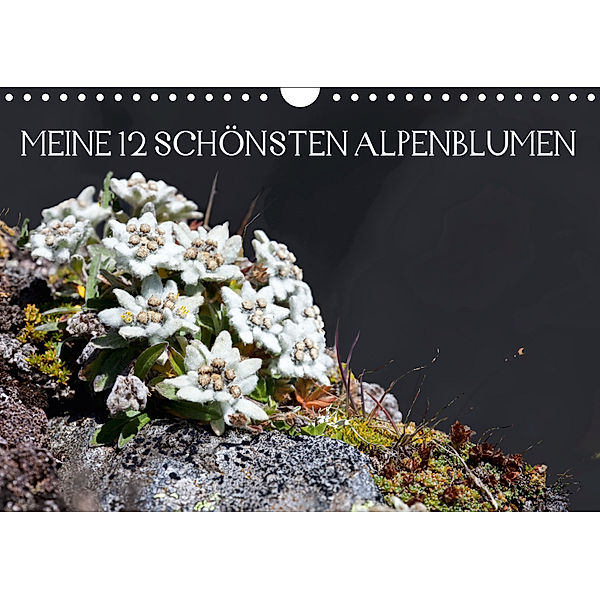 Meine 12 schönsten AlpenblumenAT-Version (Wandkalender 2019 DIN A4 quer), Christa Kramer