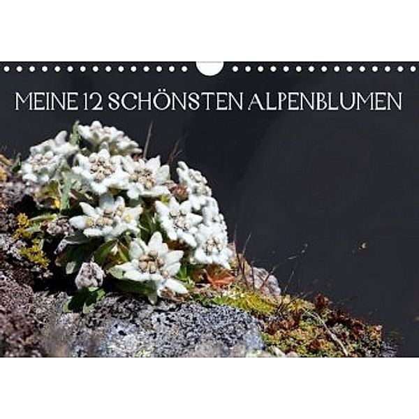 Meine 12 schönsten AlpenblumenAT-Version (Wandkalender 2020 DIN A4 quer), Christa Kramer