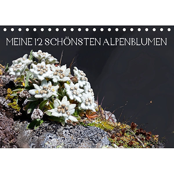 Meine 12 schönsten AlpenblumenAT-Version (Tischkalender 2020 DIN A5 quer), Christa Kramer