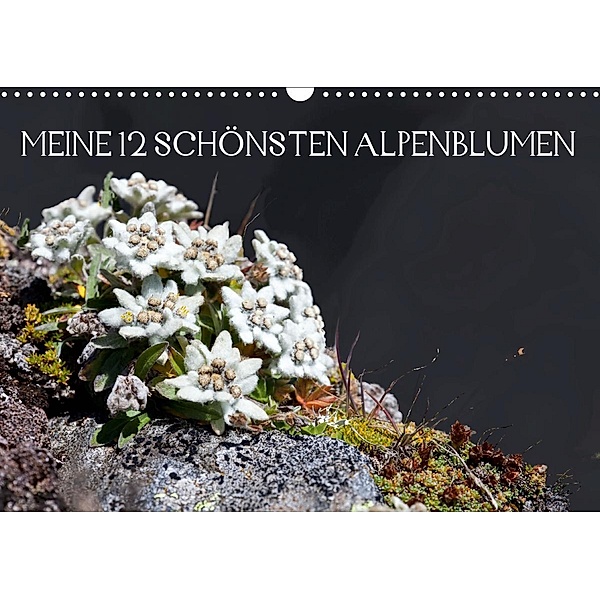 Meine 12 schönsten AlpenblumenAT-Version (Wandkalender 2021 DIN A3 quer), Christa Kramer