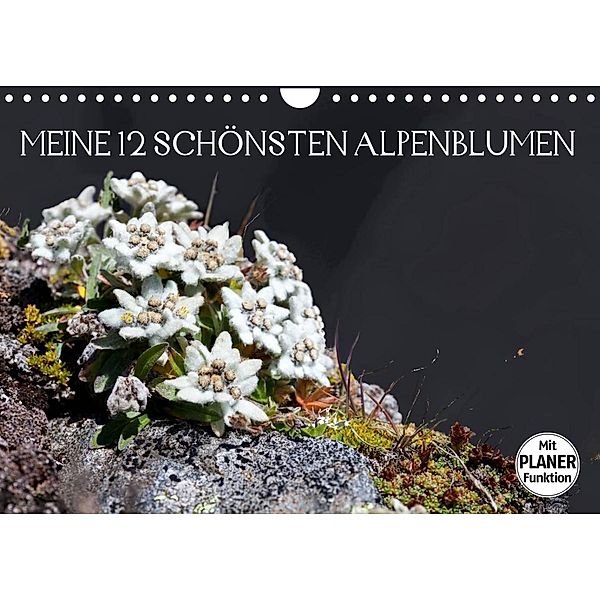 Meine 12 schönsten AlpenblumenAT-Version  (Wandkalender 2023 DIN A4 quer), Christa Kramer