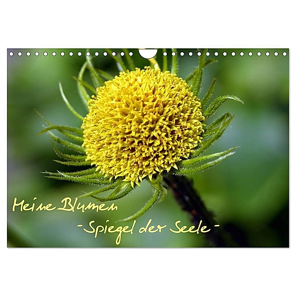 Meine Blumen - Spiegel der Seele (Wandkalender 2024 DIN A4 quer), CALVENDO Monatskalender, Stefanie Wandt