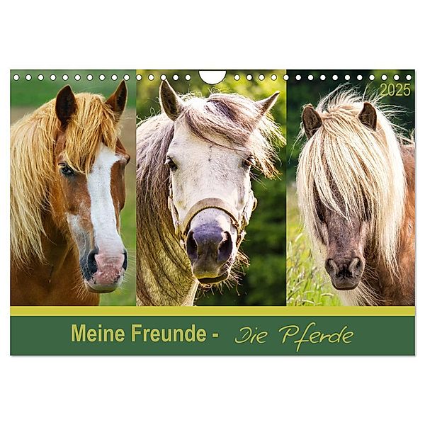 Meine Freunde - die Pferde (Wandkalender 2025 DIN A4 quer), CALVENDO Monatskalender, Calvendo, AD DESIGN Photo + PhotoArt, Angela Dölling