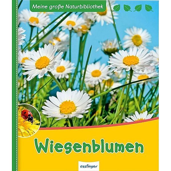 Meine große Naturbibliothek / Wiesenblumen, Svenja Ernsten