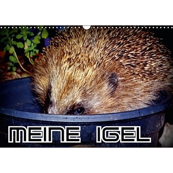 Meine Igel (Wandkalender 2016 DIN A3 quer), Henning von Löwis of Menar