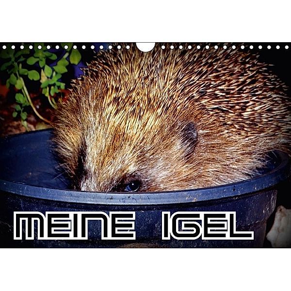 Meine Igel (Wandkalender 2017 DIN A4 quer), Henning von Löwis of Menar