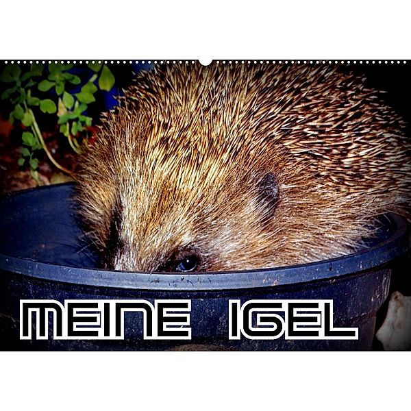 Meine Igel (Wandkalender 2023 DIN A2 quer), Henning von Löwis of Menar, Henning von Löwis of Menar