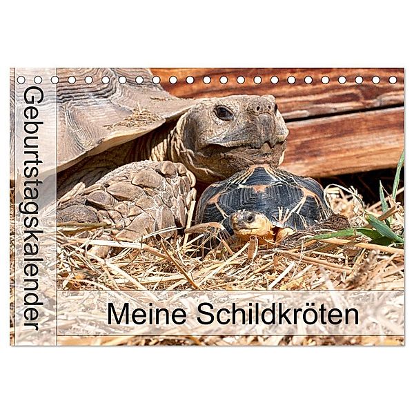 Meine Schildkröten - Geburtstagskalender (Tischkalender 2024 DIN A5 quer), CALVENDO Monatskalender, Marion Sixt