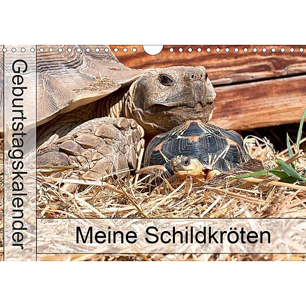 Meine Schildkröten - Geburtstagskalender (Wandkalender 2021 DIN A4 quer), Marion Sixt