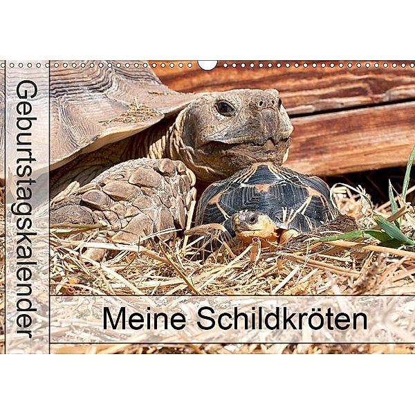 Meine Schildkröten - Geburtstagskalender (Wandkalender 2021 DIN A3 quer), Marion Sixt