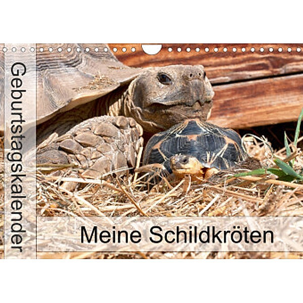 Meine Schildkröten - Geburtstagskalender (Wandkalender 2022 DIN A4 quer), Marion Sixt