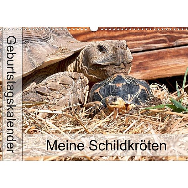 Meine Schildkröten - Geburtstagskalender (Wandkalender 2023 DIN A3 quer), Marion Sixt