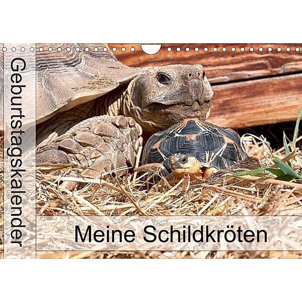 Meine Schildkröten - Geburtstagskalender (Wandkalender 2023 DIN A4 quer), Marion Sixt