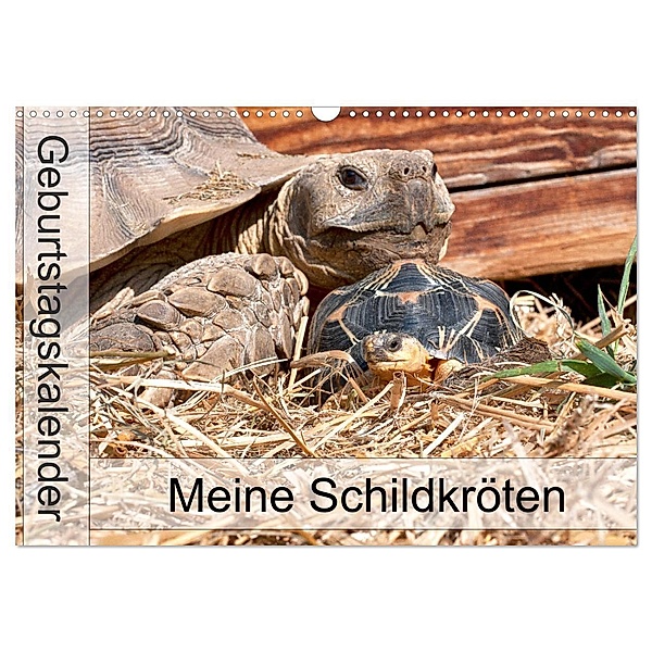 Meine Schildkröten - Geburtstagskalender (Wandkalender 2024 DIN A3 quer), CALVENDO Monatskalender, Marion Sixt