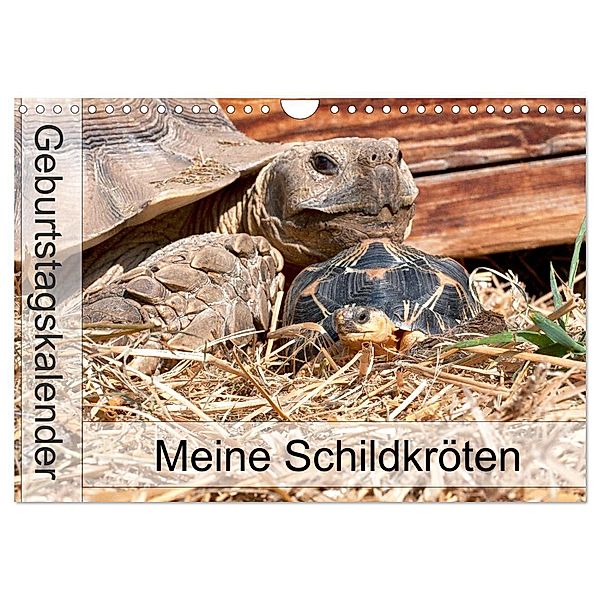 Meine Schildkröten - Geburtstagskalender (Wandkalender 2025 DIN A4 quer), CALVENDO Monatskalender, Calvendo, Marion Sixt
