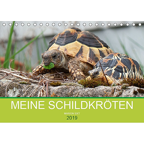 Meine Schildkröten (Tischkalender 2019 DIN A5 quer), Marion Sixt