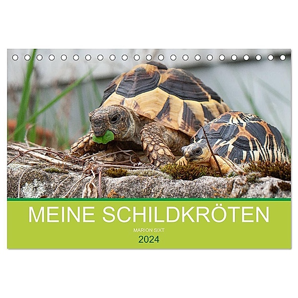 Meine Schildkröten (Tischkalender 2024 DIN A5 quer), CALVENDO Monatskalender, Marion Sixt
