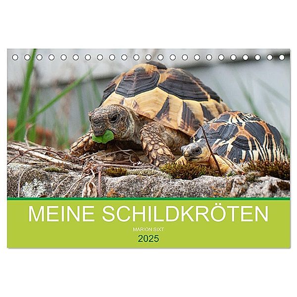 Meine Schildkröten (Tischkalender 2025 DIN A5 quer), CALVENDO Monatskalender, Calvendo, Marion Sixt