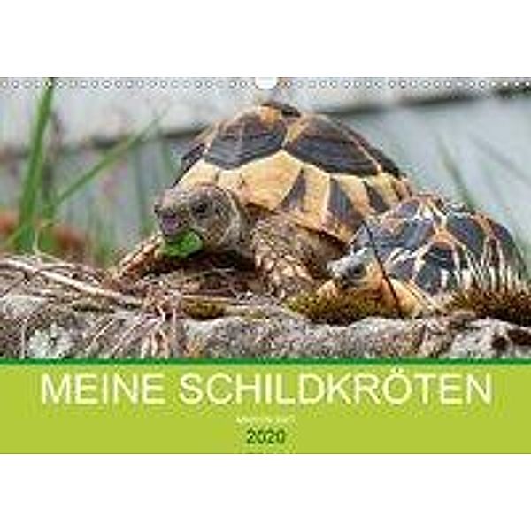 Meine Schildkröten (Wandkalender 2020 DIN A3 quer), Marion Sixt