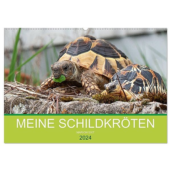 Meine Schildkröten (Wandkalender 2024 DIN A2 quer), CALVENDO Monatskalender, Marion Sixt