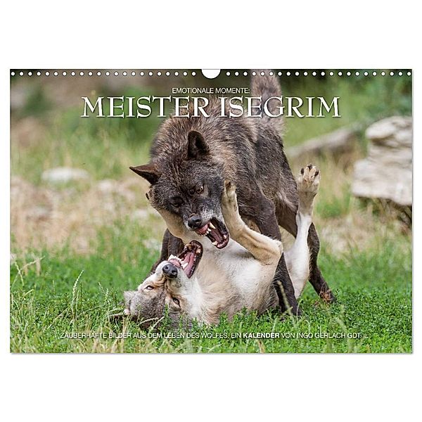 Meister Isegrim (Wandkalender 2024 DIN A3 quer), CALVENDO Monatskalender, Ingo Gerlach GDT