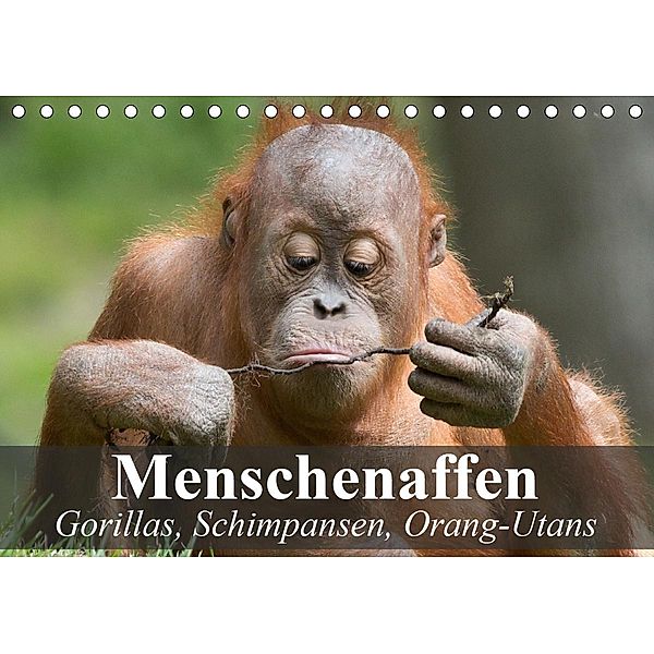 Menschenaffen. Gorillas, Schimpansen, Orang-Utans (Tischkalender 2021 DIN A5 quer), Elisabeth Stanzer