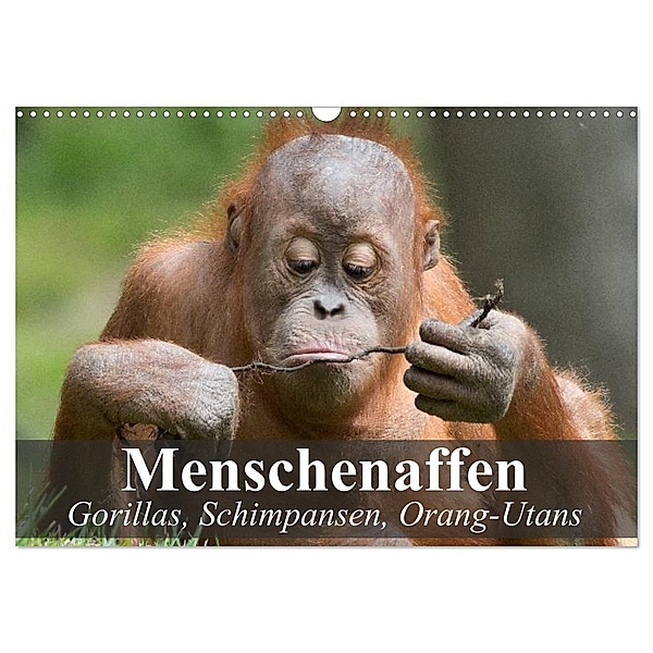 Menschenaffen. Gorillas, Schimpansen, Orang-Utans (Wandkalender 2024 DIN A3 quer), CALVENDO Monatskalender, Elisabeth Stanzer