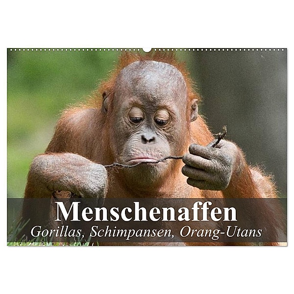 Menschenaffen. Gorillas, Schimpansen, Orang-Utans (Wandkalender 2024 DIN A2 quer), CALVENDO Monatskalender, Elisabeth Stanzer