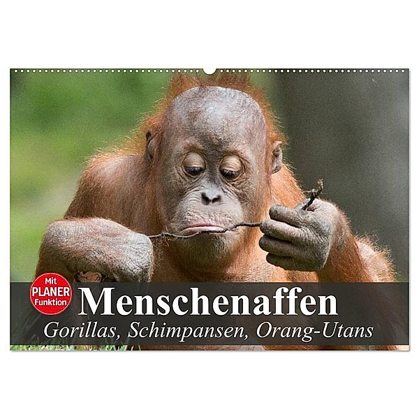 Menschenaffen. Gorillas, Schimpansen, Orang-Utans (Wandkalender 2024 DIN A2 quer), CALVENDO Monatskalender, Elisabeth Stanzer