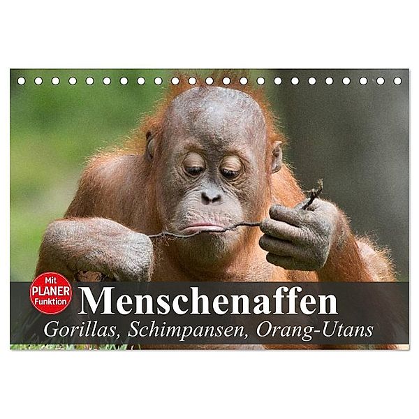 Menschenaffen. Gorillas, Schimpansen, Orang-Utans (Tischkalender 2024 DIN A5 quer), CALVENDO Monatskalender, Elisabeth Stanzer