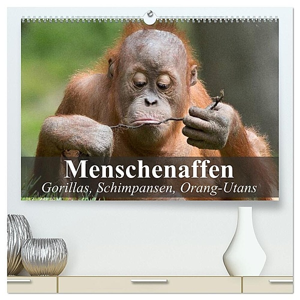 Menschenaffen. Gorillas, Schimpansen, Orang-Utans (hochwertiger Premium Wandkalender 2024 DIN A2 quer), Kunstdruck in Hochglanz, Elisabeth Stanzer