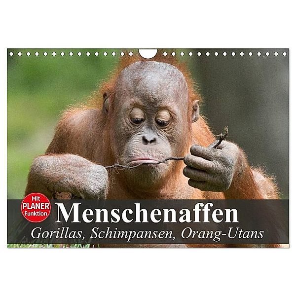 Menschenaffen. Gorillas, Schimpansen, Orang-Utans (Wandkalender 2024 DIN A4 quer), CALVENDO Monatskalender, Elisabeth Stanzer