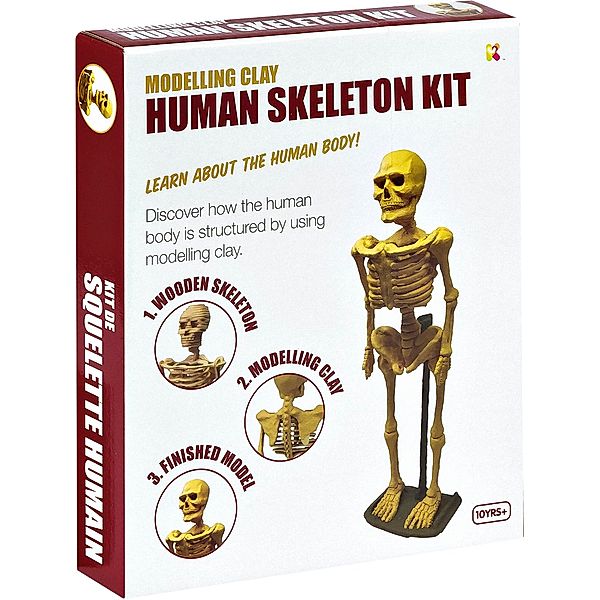 Menschliches Skelett-Kit